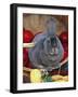 Domestic Rabbit, Mini Rex Breed-Lynn M^ Stone-Framed Photographic Print