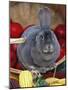 Domestic Rabbit, Mini Rex Breed-Lynn M^ Stone-Mounted Photographic Print