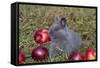Domestic Rabbit- New Zealand Breed, Blue Baby, in Apples and Grass, Illinois-Lynn M^ Stone-Framed Stretched Canvas