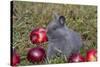 Domestic Rabbit- New Zealand Breed, Blue Baby, in Apples and Grass, Illinois-Lynn M^ Stone-Stretched Canvas