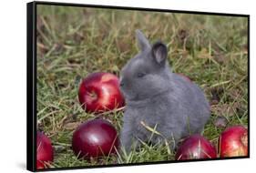 Domestic Rabbit- New Zealand Breed, Blue Baby, in Apples and Grass, Illinois-Lynn M^ Stone-Framed Stretched Canvas