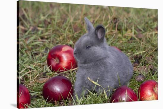 Domestic Rabbit- New Zealand Breed, Blue Baby, in Apples and Grass, Illinois-Lynn M^ Stone-Stretched Canvas