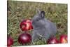 Domestic Rabbit- New Zealand Breed, Blue Baby, in Apples and Grass, Illinois-Lynn M^ Stone-Stretched Canvas