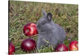 Domestic Rabbit- New Zealand Breed, Blue Baby, in Apples and Grass, Illinois-Lynn M^ Stone-Stretched Canvas