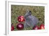 Domestic Rabbit- New Zealand Breed, Blue Baby, in Apples and Grass, Illinois-Lynn M^ Stone-Framed Photographic Print