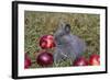 Domestic Rabbit- New Zealand Breed, Blue Baby, in Apples and Grass, Illinois-Lynn M^ Stone-Framed Photographic Print