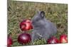 Domestic Rabbit- New Zealand Breed, Blue Baby, in Apples and Grass, Illinois-Lynn M^ Stone-Mounted Photographic Print