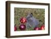 Domestic Rabbit- New Zealand Breed, Blue Baby, in Apples and Grass, Illinois-Lynn M^ Stone-Framed Photographic Print