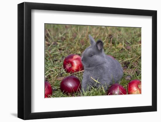 Domestic Rabbit- New Zealand Breed, Blue Baby, in Apples and Grass, Illinois-Lynn M^ Stone-Framed Photographic Print