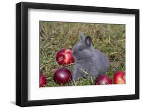 Domestic Rabbit- New Zealand Breed, Blue Baby, in Apples and Grass, Illinois-Lynn M^ Stone-Framed Photographic Print