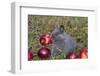 Domestic Rabbit- New Zealand Breed, Blue Baby, in Apples and Grass, Illinois-Lynn M^ Stone-Framed Photographic Print