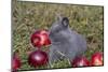 Domestic Rabbit- New Zealand Breed, Blue Baby, in Apples and Grass, Illinois-Lynn M^ Stone-Mounted Photographic Print