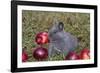 Domestic Rabbit- New Zealand Breed, Blue Baby, in Apples and Grass, Illinois-Lynn M^ Stone-Framed Photographic Print