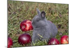 Domestic Rabbit- New Zealand Breed, Blue Baby, in Apples and Grass, Illinois-Lynn M^ Stone-Mounted Photographic Print