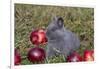 Domestic Rabbit- New Zealand Breed, Blue Baby, in Apples and Grass, Illinois-Lynn M^ Stone-Framed Photographic Print