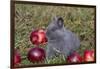 Domestic Rabbit- New Zealand Breed, Blue Baby, in Apples and Grass, Illinois-Lynn M^ Stone-Framed Photographic Print