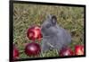 Domestic Rabbit- New Zealand Breed, Blue Baby, in Apples and Grass, Illinois-Lynn M^ Stone-Framed Photographic Print