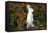 Domestic Rabbit- New Zealand Breed-Lynn M^ Stone-Framed Stretched Canvas