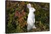 Domestic Rabbit- New Zealand Breed-Lynn M^ Stone-Stretched Canvas