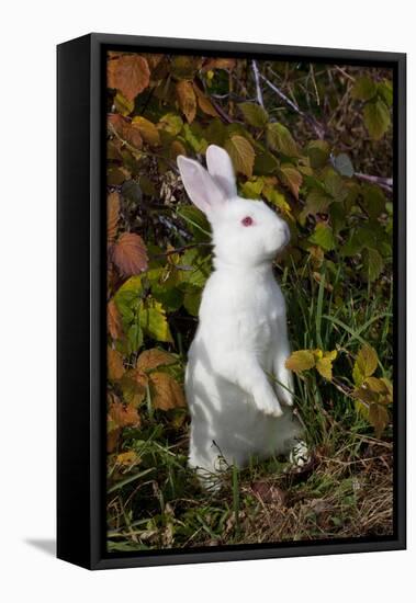 Domestic Rabbit- New Zealand Breed-Lynn M^ Stone-Framed Stretched Canvas