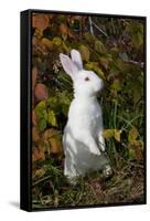 Domestic Rabbit- New Zealand Breed-Lynn M^ Stone-Framed Stretched Canvas