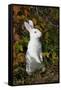 Domestic Rabbit- New Zealand Breed-Lynn M^ Stone-Framed Stretched Canvas