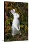 Domestic Rabbit- New Zealand Breed-Lynn M^ Stone-Stretched Canvas