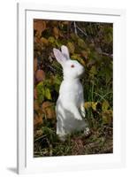 Domestic Rabbit- New Zealand Breed-Lynn M^ Stone-Framed Photographic Print