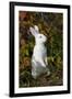 Domestic Rabbit- New Zealand Breed-Lynn M^ Stone-Framed Photographic Print