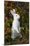 Domestic Rabbit- New Zealand Breed-Lynn M^ Stone-Mounted Photographic Print