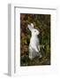 Domestic Rabbit- New Zealand Breed-Lynn M^ Stone-Framed Photographic Print