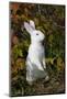 Domestic Rabbit- New Zealand Breed-Lynn M^ Stone-Mounted Photographic Print