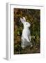 Domestic Rabbit- New Zealand Breed-Lynn M^ Stone-Framed Photographic Print