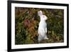 Domestic Rabbit- New Zealand Breed-Lynn M^ Stone-Framed Photographic Print