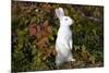 Domestic Rabbit- New Zealand Breed-Lynn M^ Stone-Mounted Photographic Print