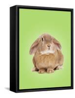 Domestic Rabbit on Spring Green Background-Andy and Clare Teare-Framed Stretched Canvas