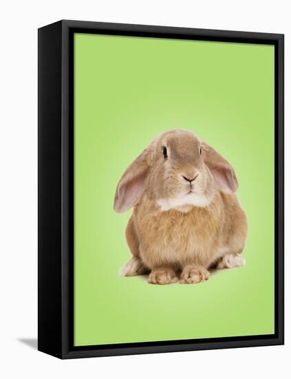 Domestic Rabbit on Spring Green Background-Andy and Clare Teare-Framed Stretched Canvas