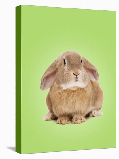 Domestic Rabbit on Spring Green Background-Andy and Clare Teare-Stretched Canvas