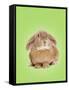 Domestic Rabbit on Spring Green Background-Andy and Clare Teare-Framed Stretched Canvas