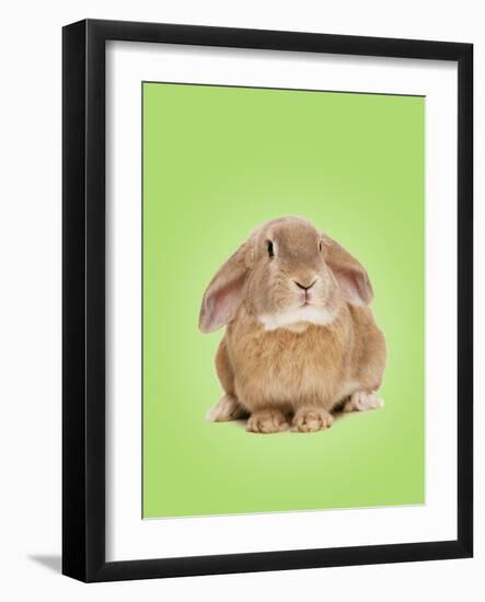 Domestic Rabbit on Spring Green Background-Andy and Clare Teare-Framed Photographic Print