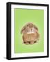 Domestic Rabbit on Spring Green Background-Andy and Clare Teare-Framed Photographic Print