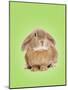 Domestic Rabbit on Spring Green Background-Andy and Clare Teare-Mounted Photographic Print