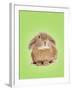 Domestic Rabbit on Spring Green Background-Andy and Clare Teare-Framed Photographic Print