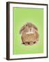 Domestic Rabbit on Spring Green Background-Andy and Clare Teare-Framed Photographic Print