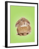 Domestic Rabbit on Spring Green Background-Andy and Clare Teare-Framed Photographic Print