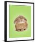 Domestic Rabbit on Spring Green Background-Andy and Clare Teare-Framed Photographic Print