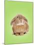 Domestic Rabbit on Spring Green Background-Andy and Clare Teare-Mounted Photographic Print