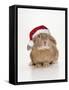 Domestic Rabbit Wearing Christmas Hat-Andy and Clare Teare-Framed Stretched Canvas