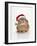 Domestic Rabbit Wearing Christmas Hat-Andy and Clare Teare-Framed Photographic Print