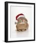 Domestic Rabbit Wearing Christmas Hat-Andy and Clare Teare-Framed Photographic Print